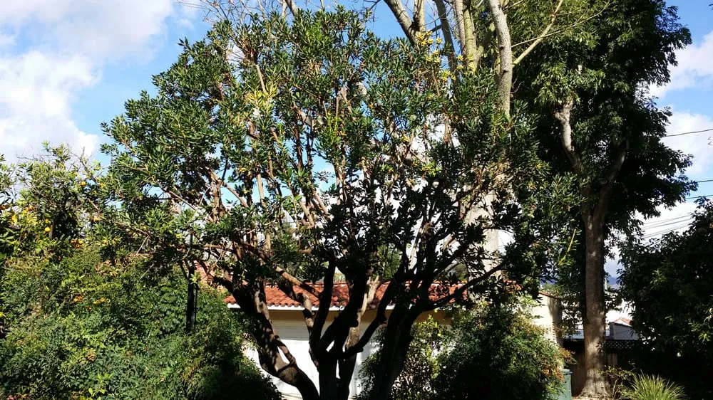 Custom landscape design for year-round maintenance across Los Angeles, CA - Amazon Tree Service