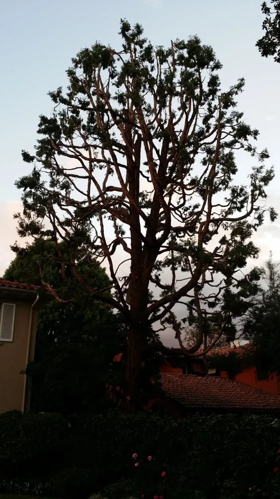 Trusted outdoor landscaping in Los Angeles, CA by Amazon Tree Service