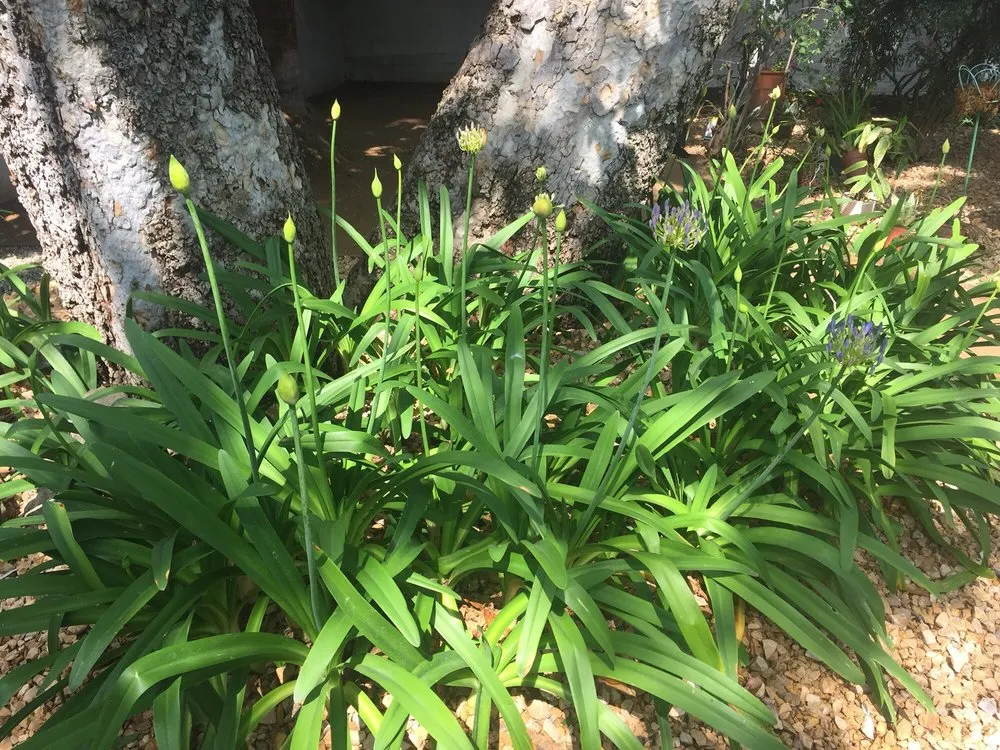 Trusted landscaping services experts serving Los Angeles, CA - Amazon Tree Service