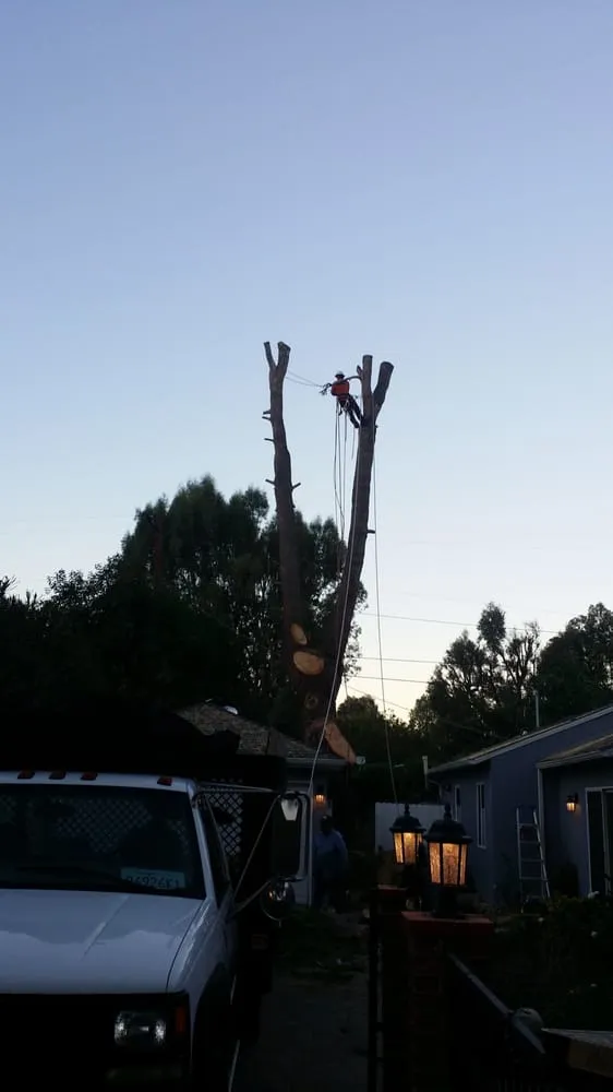 Local landscape design for year-round maintenance in Los Angeles, CA by Amazon Tree Service