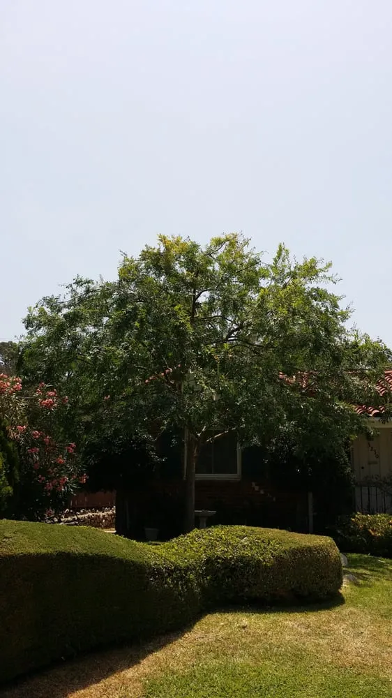 Local garden landscaping in Los Angeles, CA - Amazon Tree Service