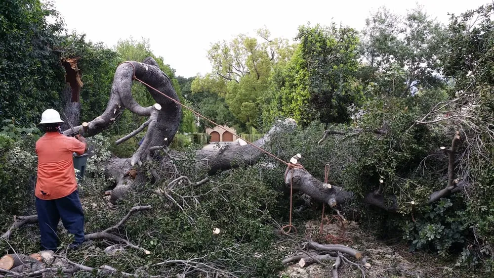 Trusted residential landscaping in Los Angeles, CA by Amazon Tree Service