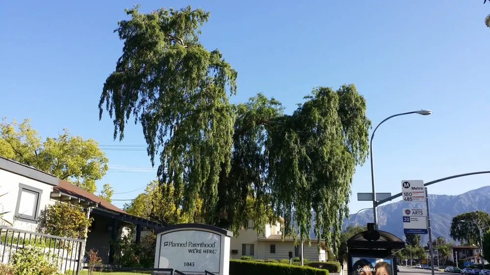 Trusted garden landscaping in Los Angeles, CA by Amazon Tree Service