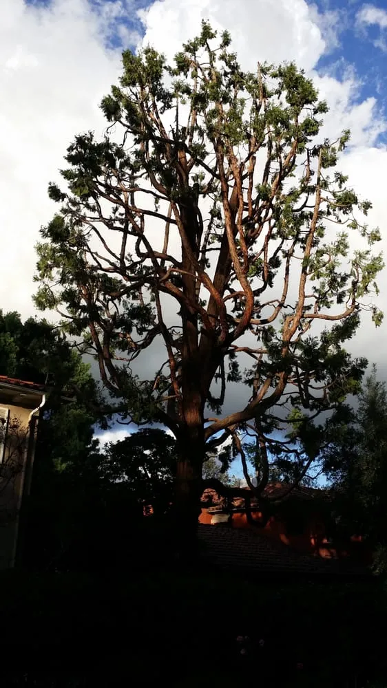 Local yard cleanup service near you in Los Angeles, CA by Amazon Tree Service