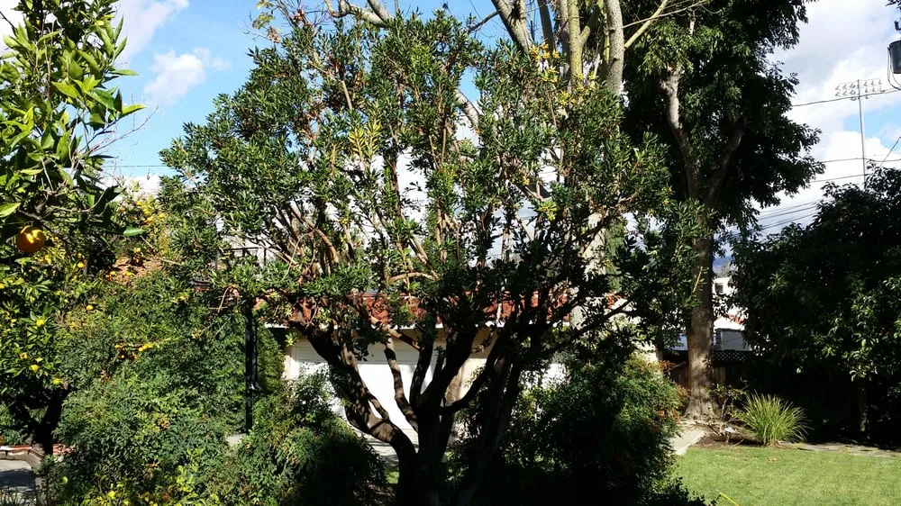 Affordable lawn care service with custom design across Los Angeles, CA - Amazon Tree Service