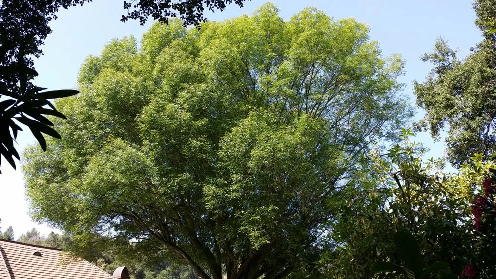 Professional landscape installation in Los Angeles, CA - Amazon Tree Service