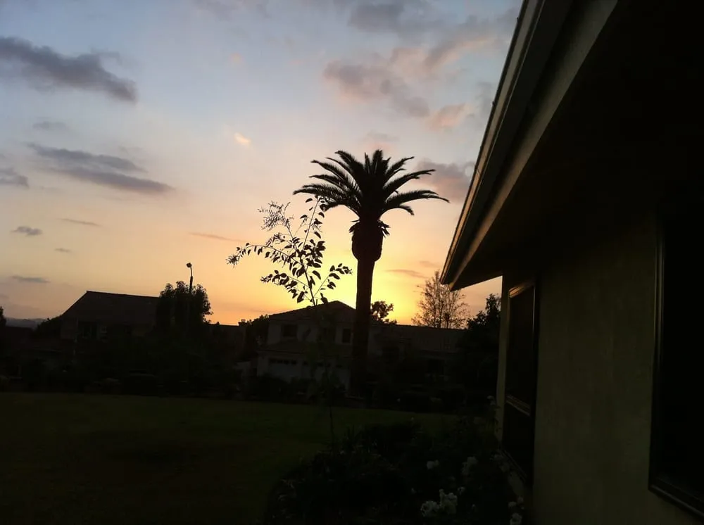 Professional yard cleanup service in Los Angeles, CA by Amazon Tree Service