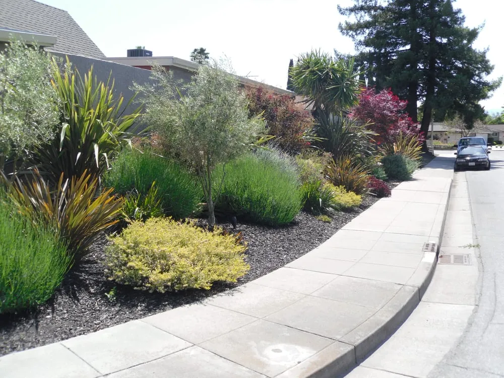 Local landscaping services experts serving Mountain View, CA - Amazona Landscape