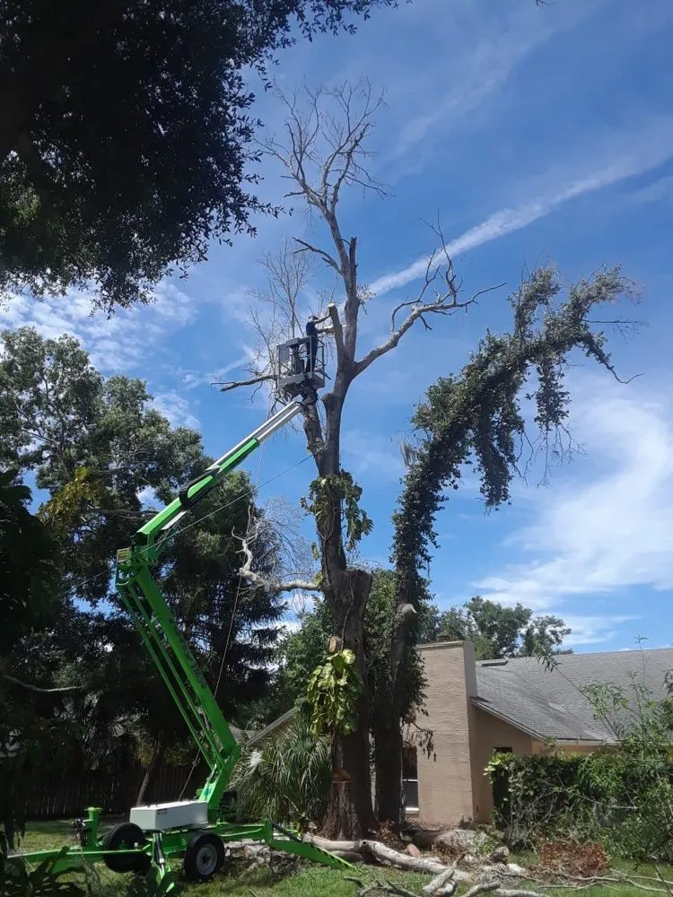 Trusted residential landscaping in Orlando, FL - Amazonia Tree Services