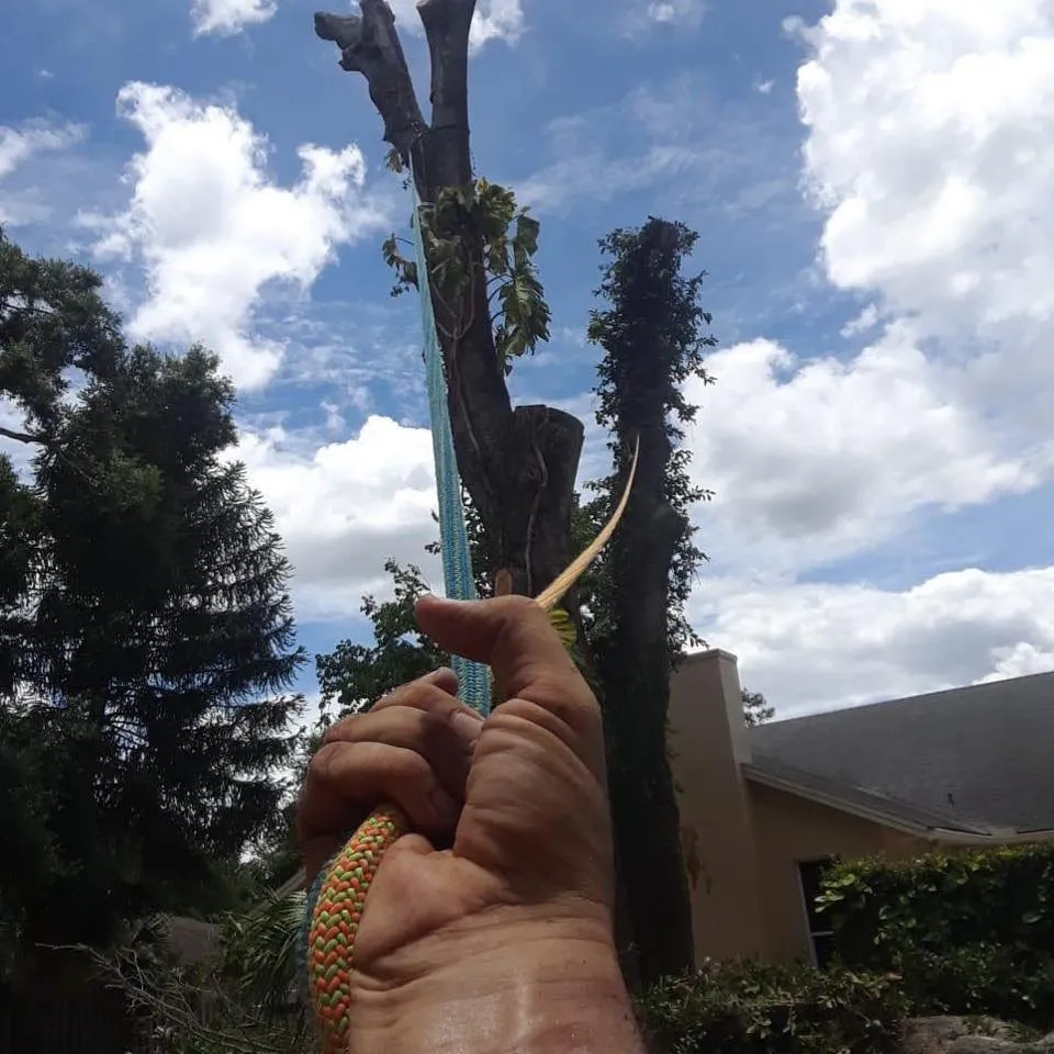 Custom residential landscaping in Orlando, FL - Amazonia Tree Services