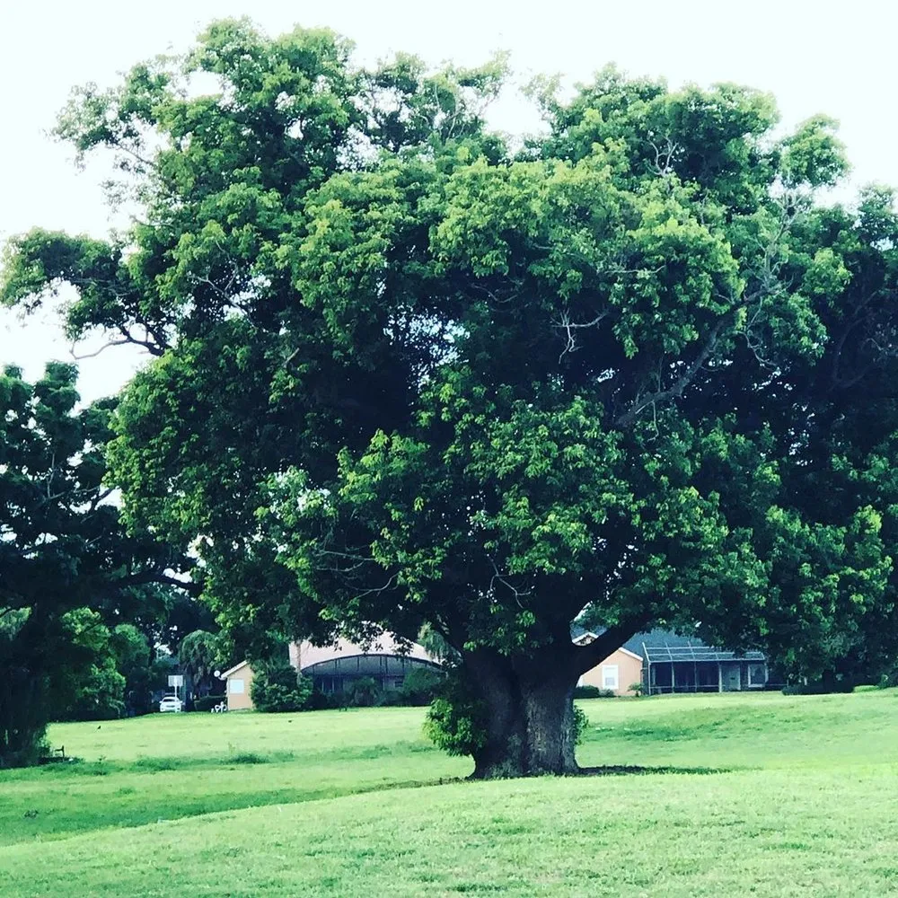 Custom residential landscaping for year-round maintenance in Orlando, FL by Amazonia Tree Services