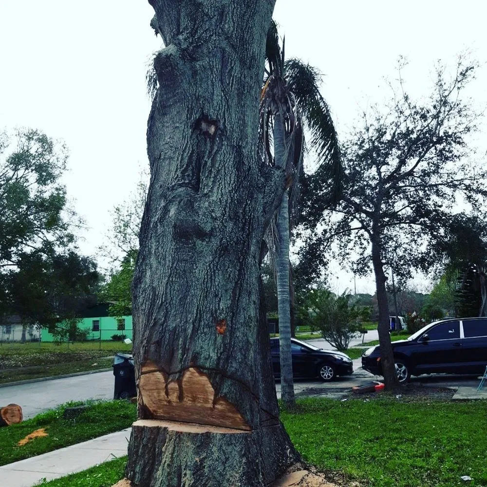 Professional residential landscaping for beautiful yards in Orlando, FL by Amazonia Tree Services