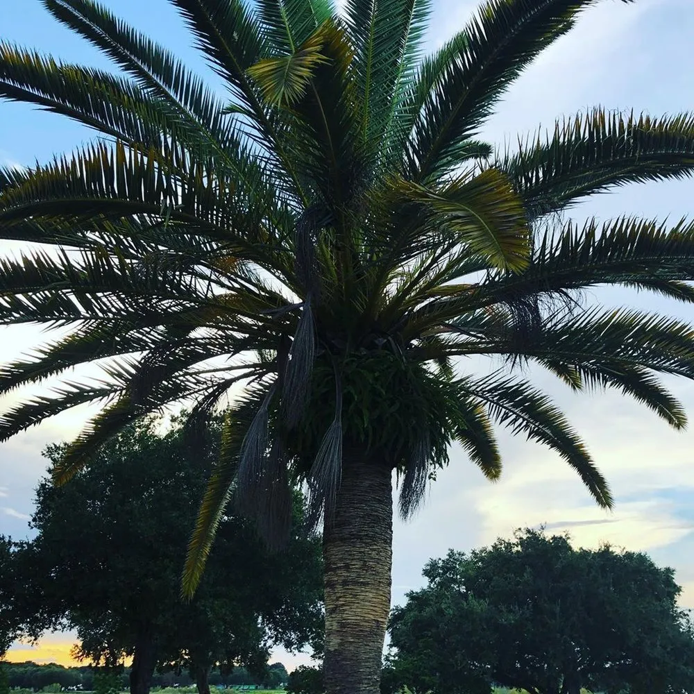 Affordable yard maintenance for homes in Orlando, FL by Amazonia Tree Services