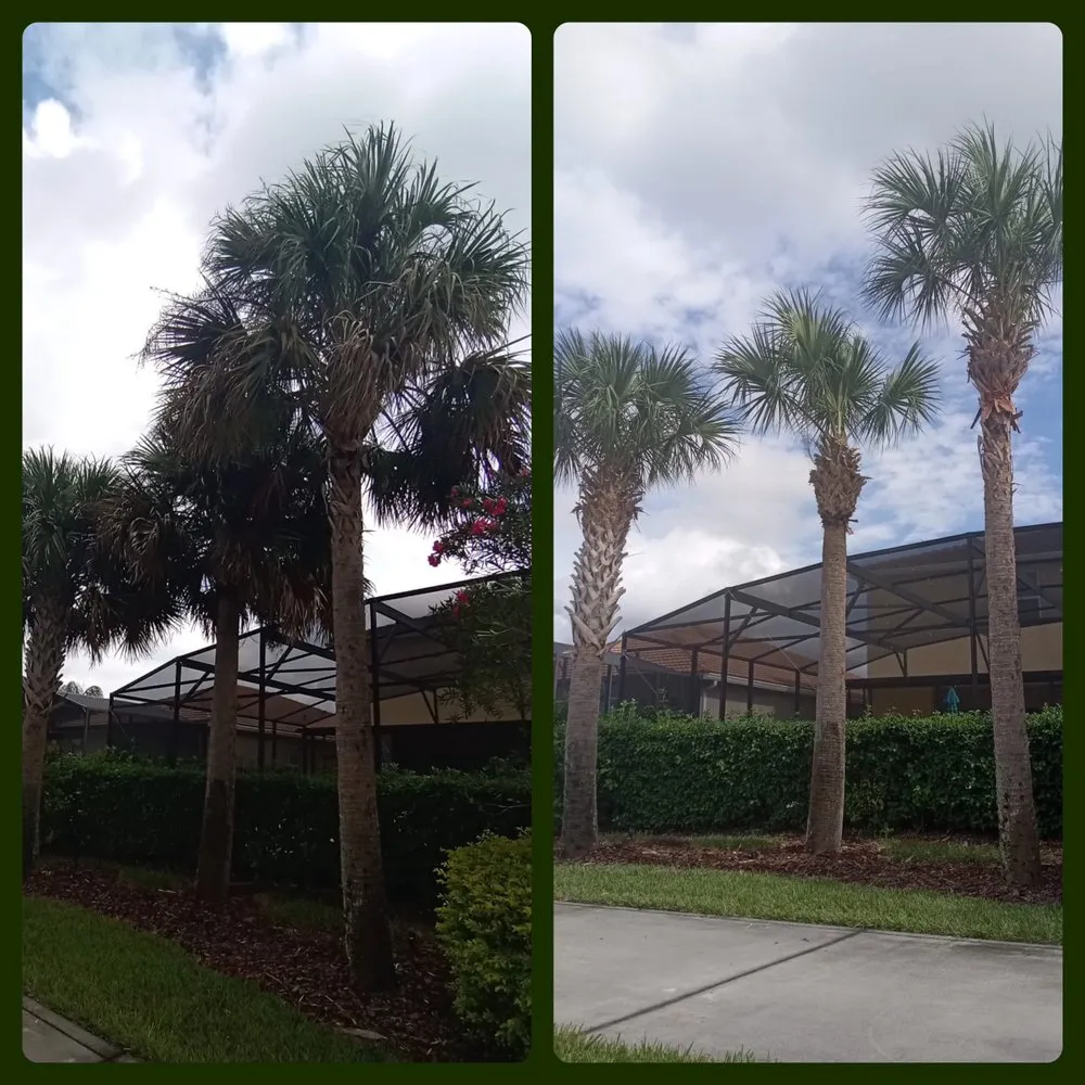 Top-rated landscape design for outdoor upgrades across Orlando, FL - Amazonia Tree Services