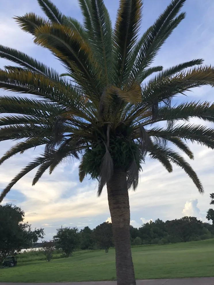 Local lawn mowing service with custom design in Orlando, FL by Amazonia Tree Services