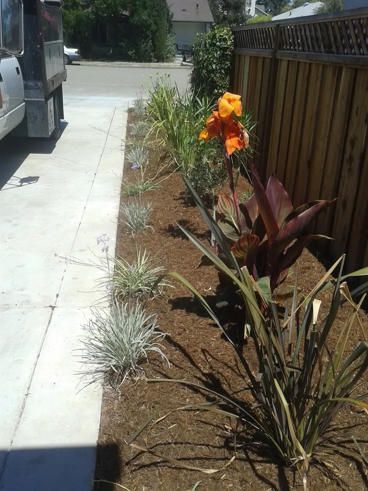 Affordable yard maintenance for homes in Concord, CA by Amazon's Landscaping