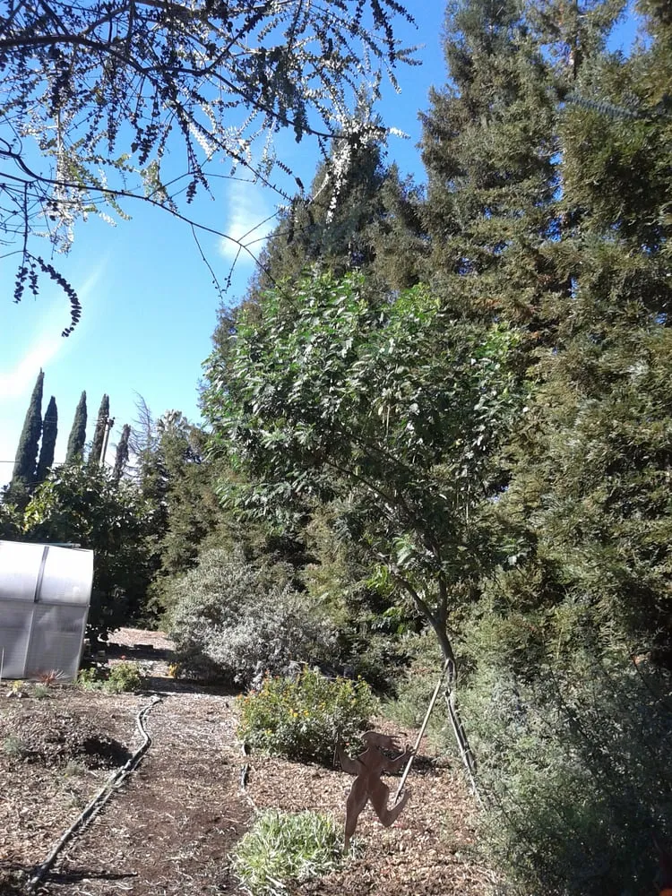 Local lawn mowing service experts serving Concord, CA - Amazon's Landscaping