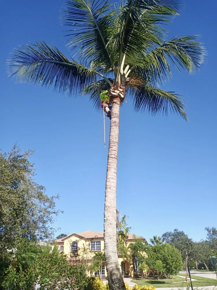 Professional landscape installation with custom design in West Palm Beach, FL by Ambassador Lawn & Landscape