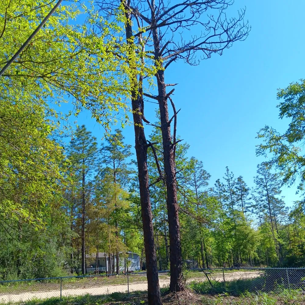 Local outdoor landscaping experts serving DeFuniak Springs, FL - Amber's Outdoor Services and More