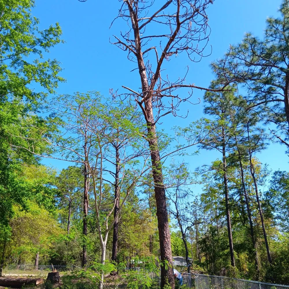 Reliable residential landscaping in DeFuniak Springs, FL by Amber's Outdoor Services and More