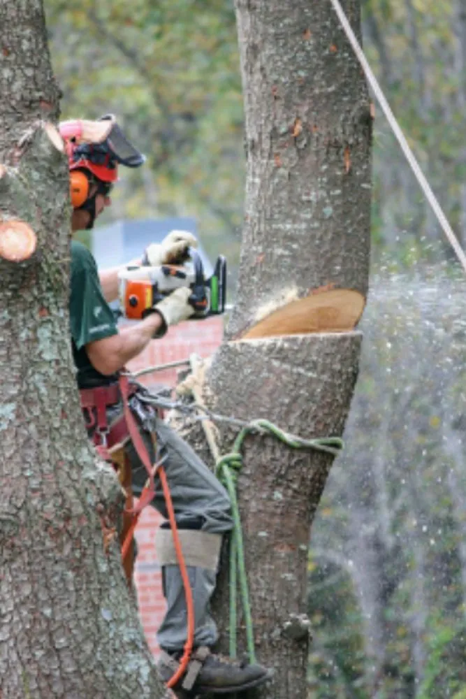 Professional yard cleanup service in West Bend, WI by Amberwaves Property Maintenance