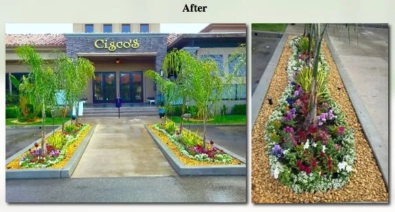 Local landscape design in West Lake, CA - Ambience Plantscape