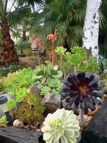 Professional garden landscaping in West Lake, CA - Ambience Plantscape