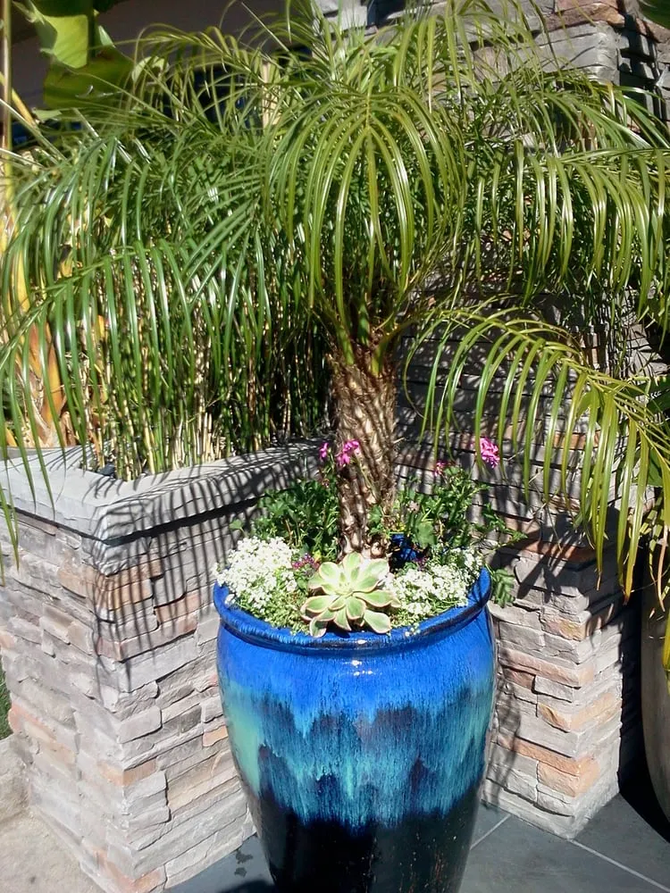 Expert garden landscaping in West Lake, CA by Ambience Plantscape