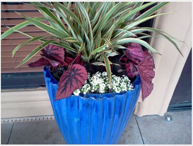 Expert landscaping services for year-round maintenance across West Lake, CA - Ambience Plantscape