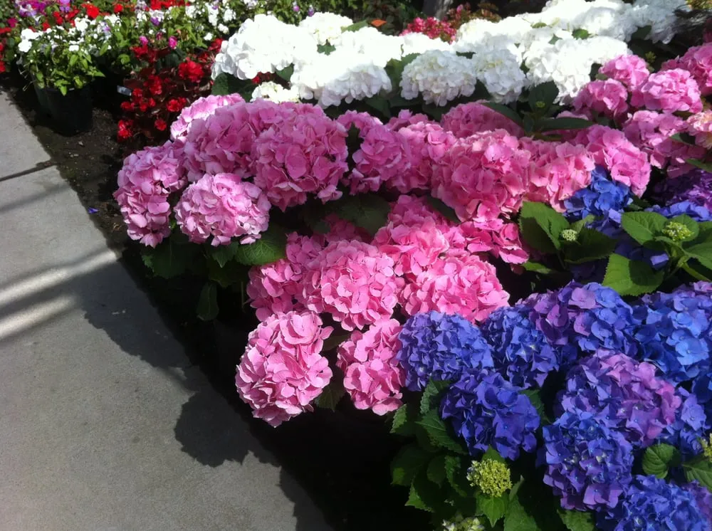 Affordable landscape design in West Lake, CA by Ambience Plantscape