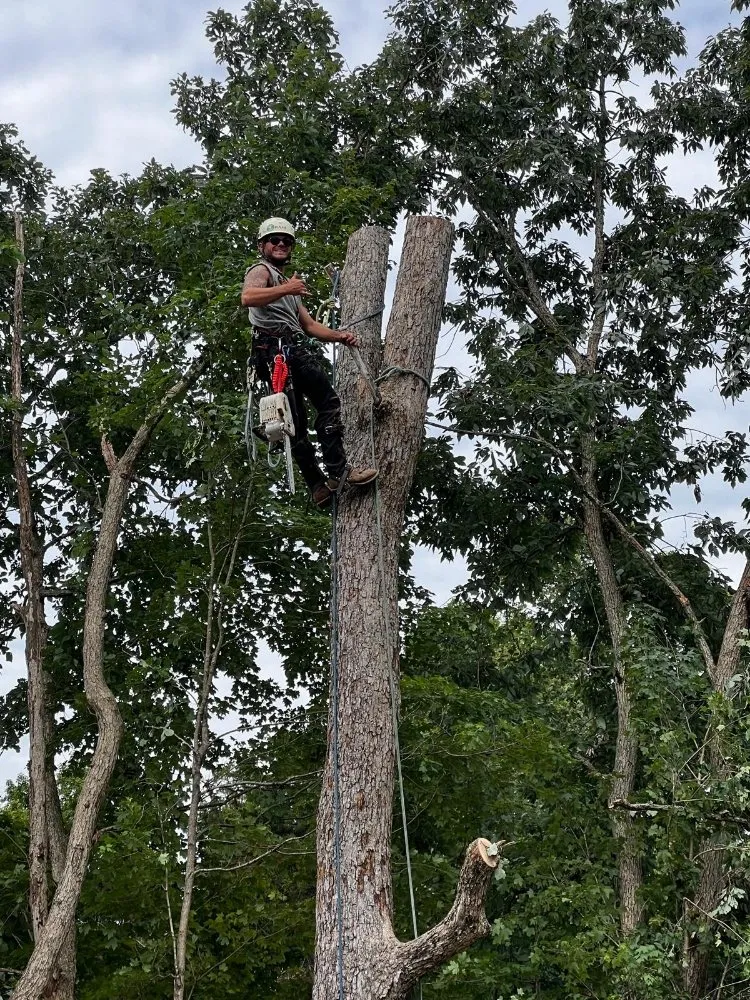Reliable landscape design in Shelbyville, KY by Ambition Tree Service And Landscaping