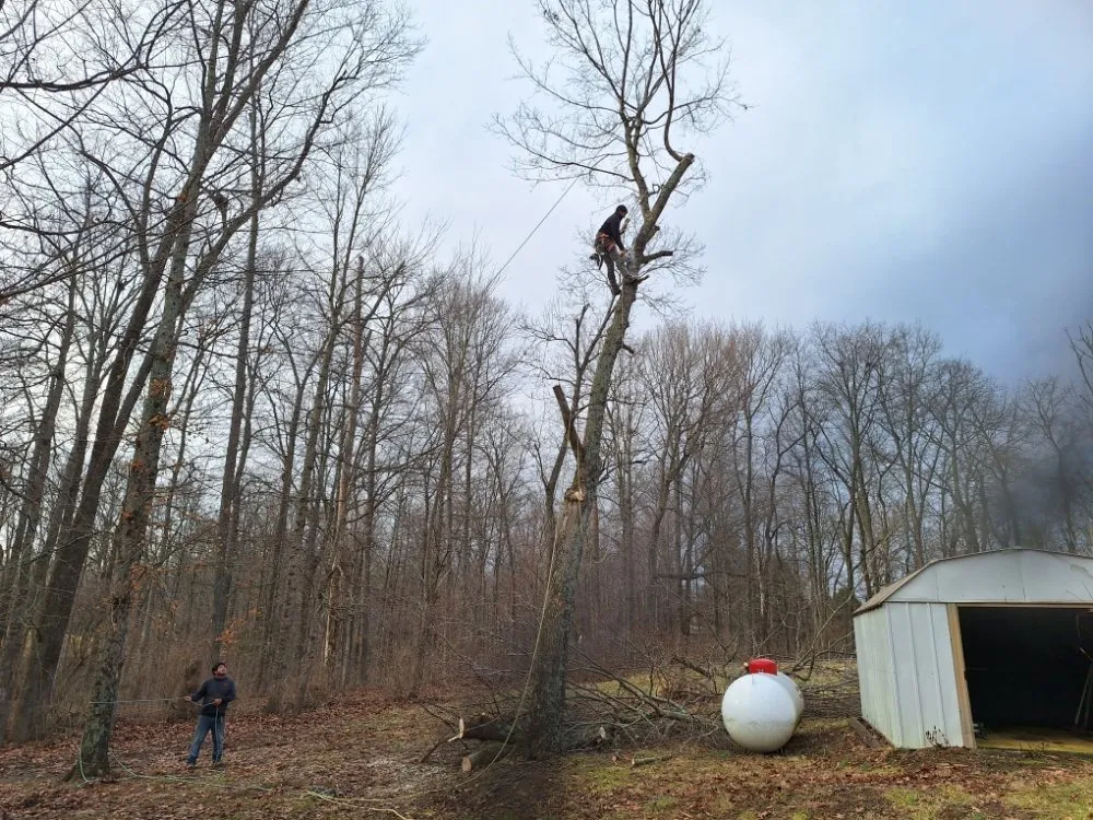 Reliable outdoor landscaping for year-round maintenance in Shelbyville, KY by Ambition Tree Service And Landscaping