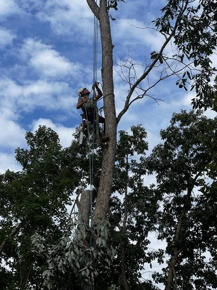 Trusted landscaping services for year-round maintenance in Shelbyville, KY by Ambition Tree Service And Landscaping