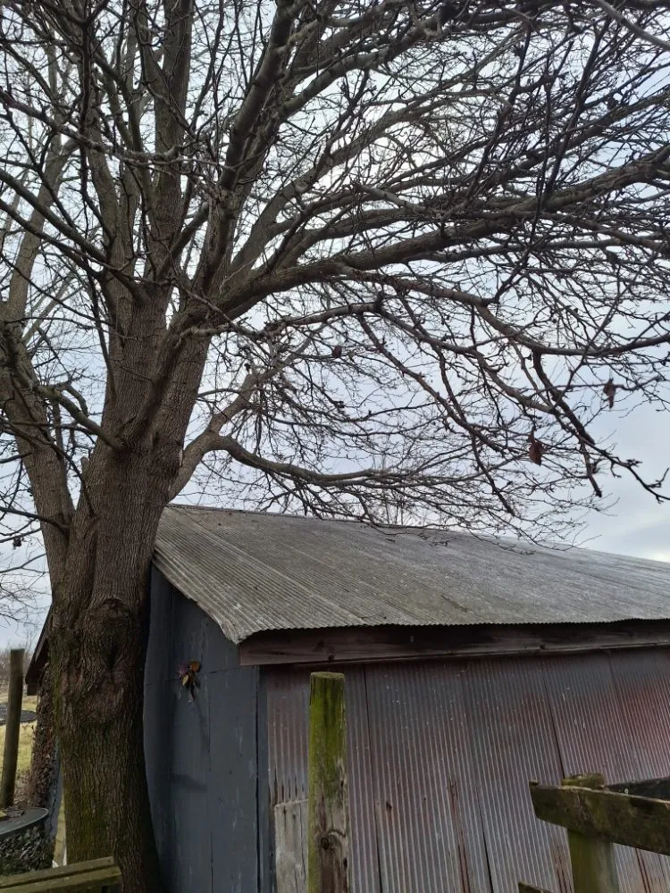 Custom yard maintenance experts serving Shelbyville, KY - Ambition Tree Service And Landscaping