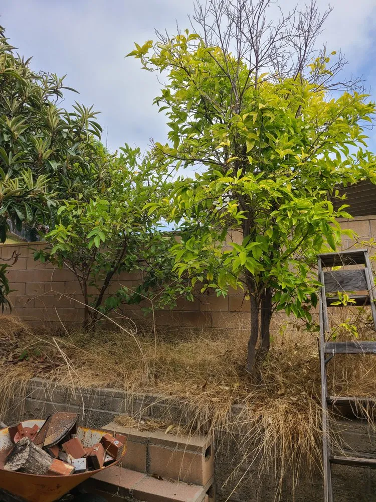 Custom yard maintenance in Chula Vista, CA by Ambitious Loyalty Landscaping