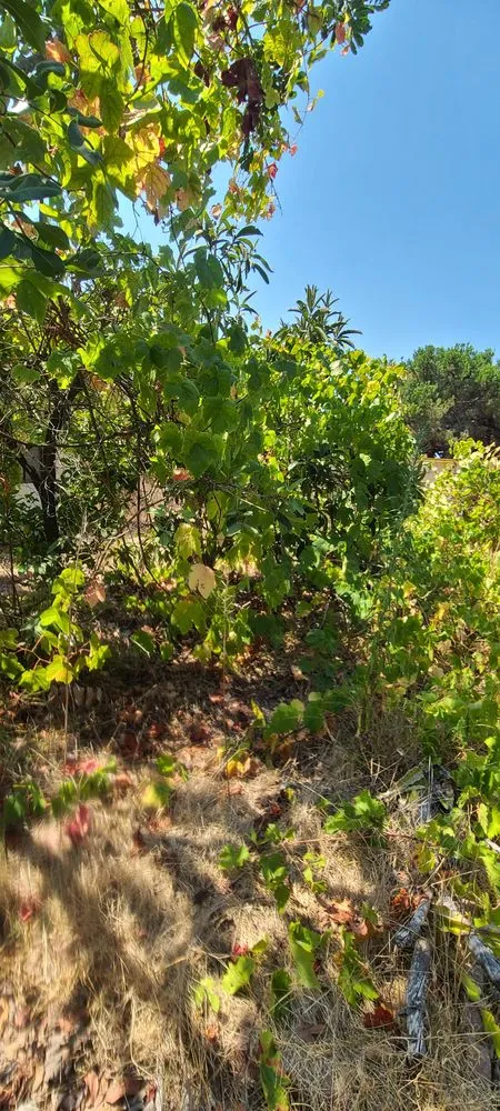 Professional yard maintenance with custom design in Chula Vista, CA by Ambitious Loyalty Landscaping