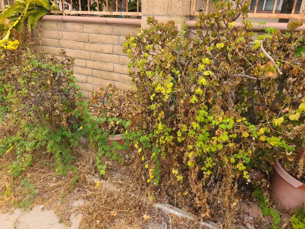 Custom landscaping services experts serving Chula Vista, CA - Ambitious Loyalty Landscaping