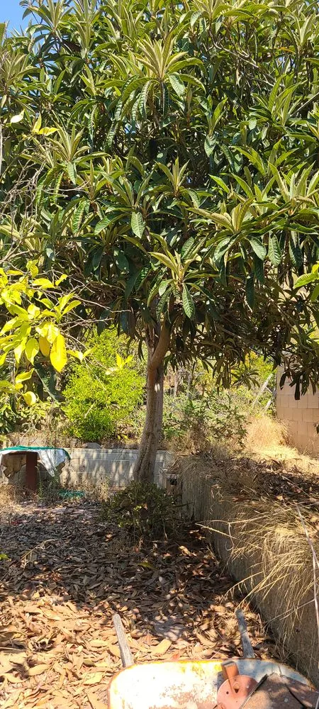 Affordable lawn care service experts serving Chula Vista, CA - Ambitious Loyalty Landscaping