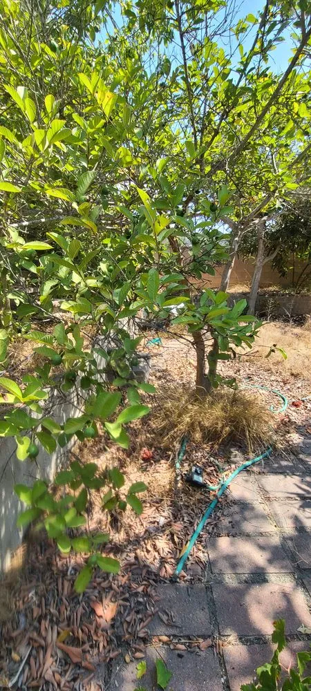 Affordable lawn care service in Chula Vista, CA by Ambitious Loyalty Landscaping