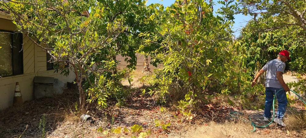 Custom lawn care service in Chula Vista, CA - Ambitious Loyalty Landscaping