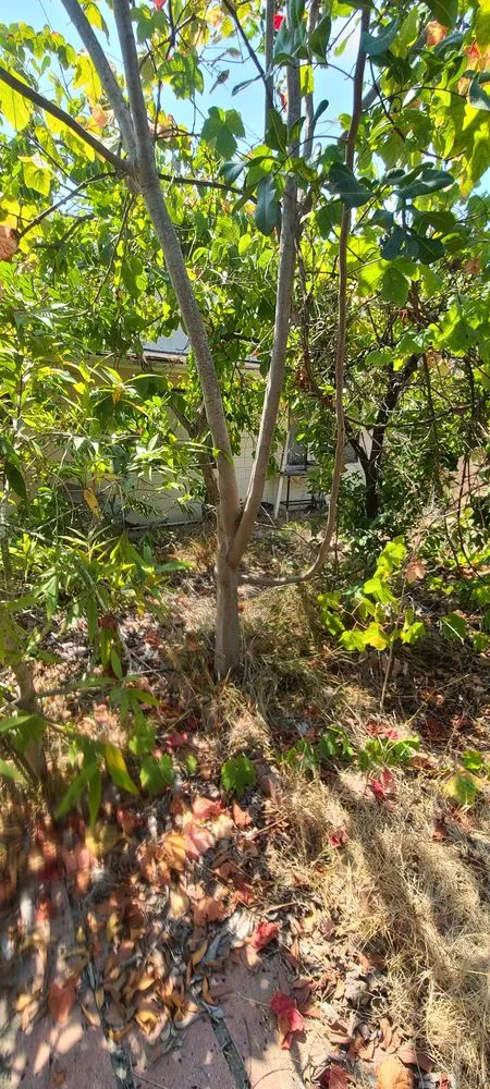 Professional outdoor landscaping in Chula Vista, CA - Ambitious Loyalty Landscaping