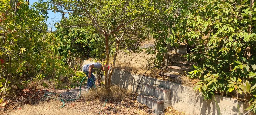 Local lawn care service experts serving Chula Vista, CA - Ambitious Loyalty Landscaping
