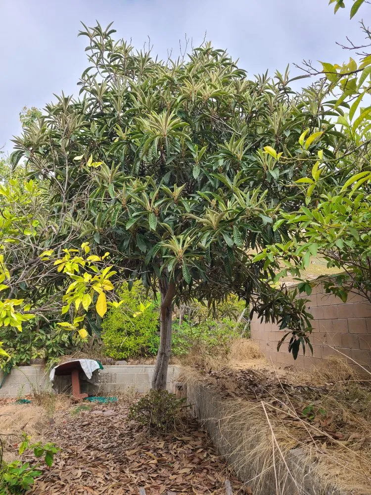 Expert outdoor landscaping for outdoor upgrades across Chula Vista, CA - Ambitious Loyalty Landscaping