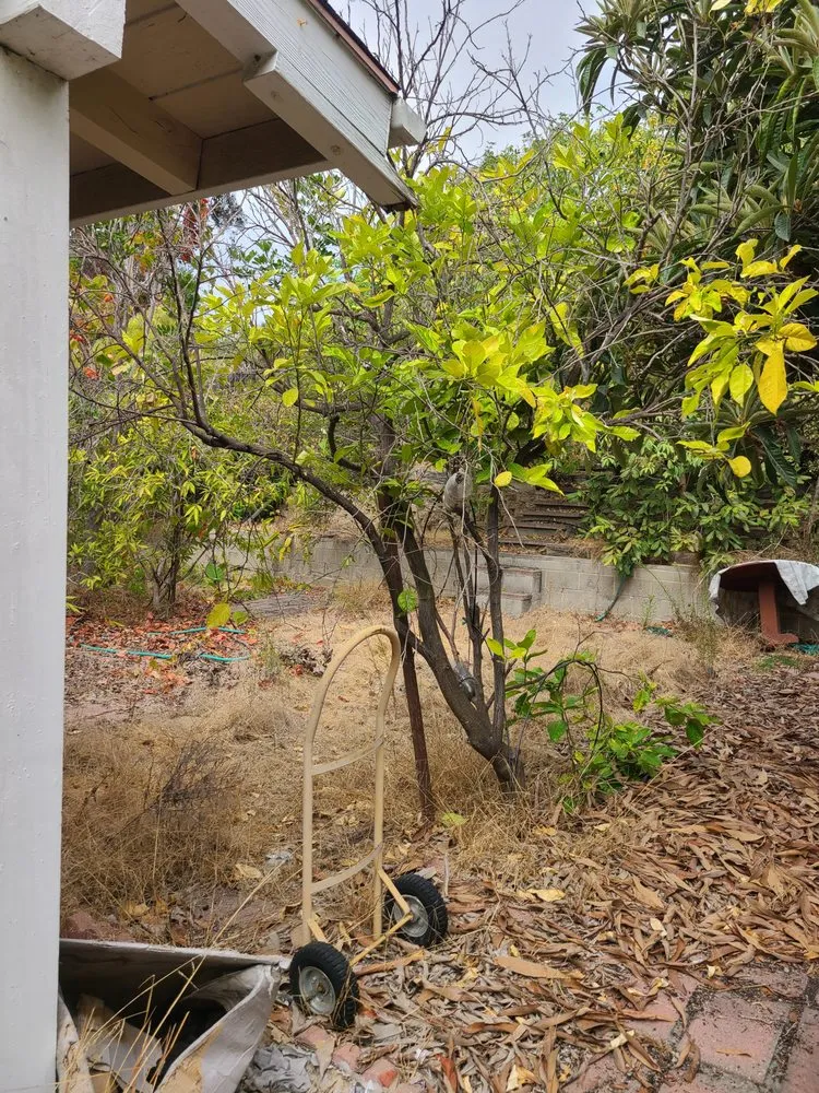 Reliable lawn mowing service for beautiful yards across Chula Vista, CA - Ambitious Loyalty Landscaping