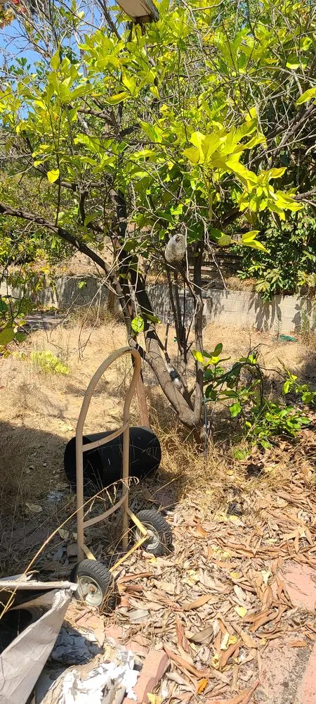 Expert yard maintenance for outdoor upgrades in Chula Vista, CA by Ambitious Loyalty Landscaping