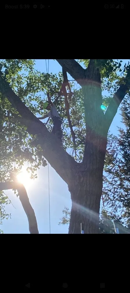 Affordable landscape design in Denver, CO by Ambitious Nature Tree Service