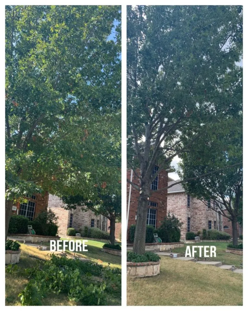 Affordable yard maintenance in Denver, CO - Ambitious Nature Tree Service