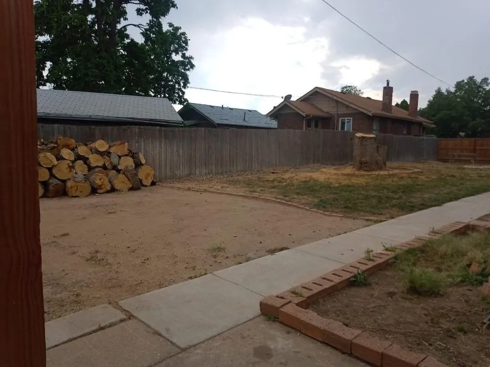 Local yard cleanup service for year-round maintenance across Denver, CO - Ambitious Nature Tree Service