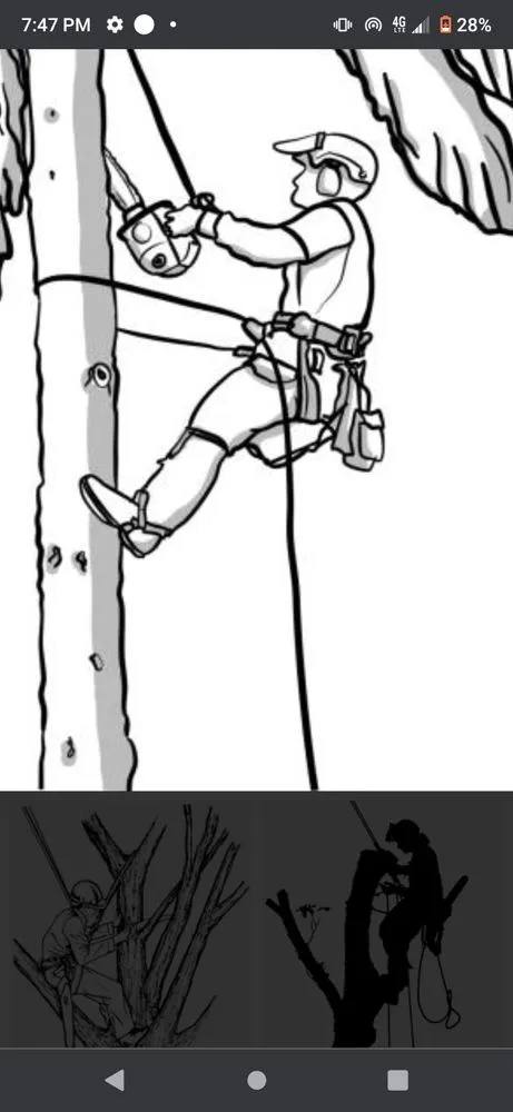 Expert yard cleanup service experts serving Denver, CO - Ambitious Nature Tree Service