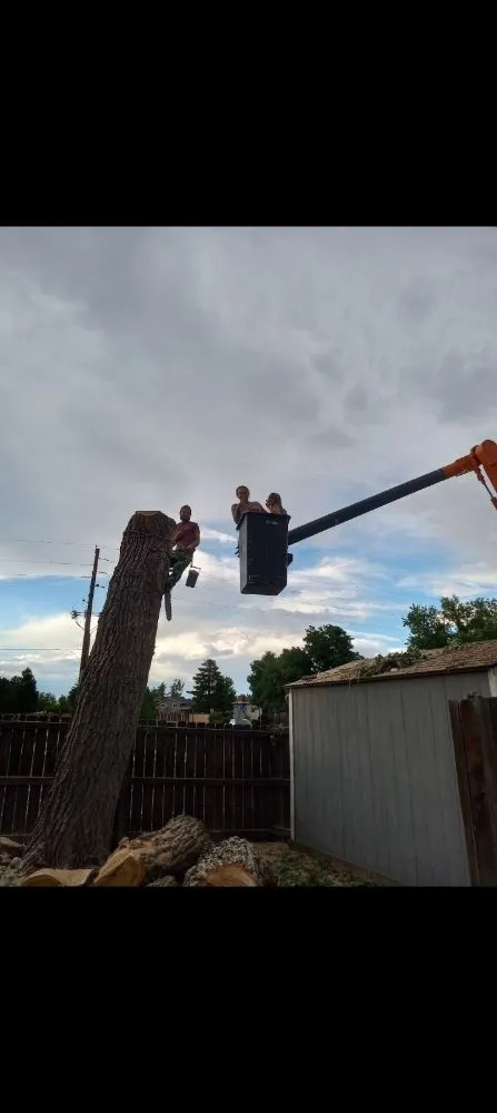 Trusted landscape design experts serving Denver, CO - Ambitious Nature Tree Service